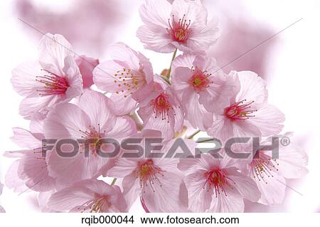 Cherry blossoms View Large Photo Image Picture - Cherry blossoms. Fotosearch