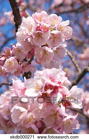 Cherry Blossoms View Large Photo Image Stock Image - Cherry Blossoms. Fotosearch