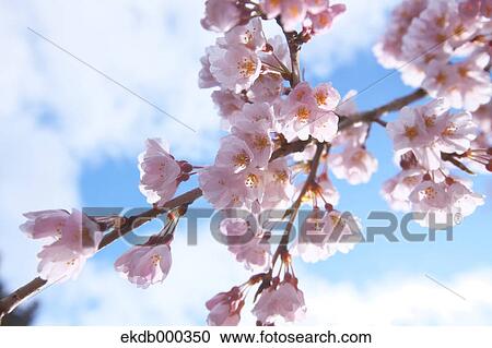 Stock Image - Cherry blossoms. Fotosearch
