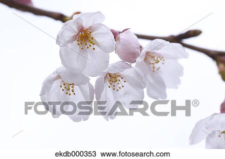 Stock Image - Cherry blossoms. Fotosearch