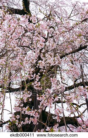 Cherry blossoms View Large Photo Image Stock Image - Cherry blossoms. Fotosearch