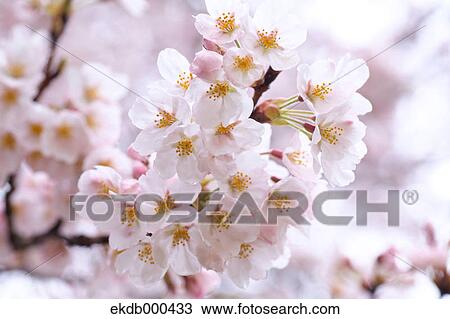 Stock Image - Cherry blossoms. Fotosearch