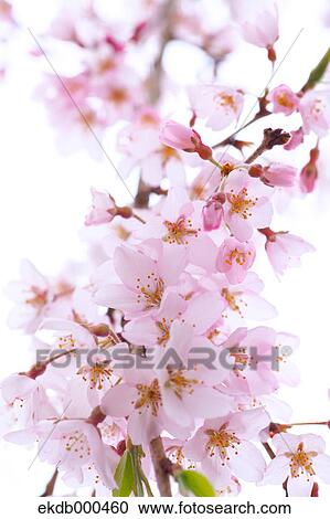 Cherry blossoms View Large Photo Image Stock Image - Cherry blossoms. Fotosearch
