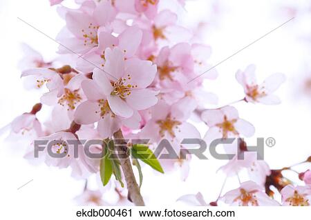 Cherry blossoms View Large Photo Image Stock Image - Cherry blossoms. Fotosearch