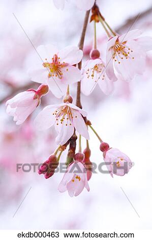 Stock Image - Cherry blossoms. Fotosearch