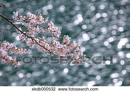 Stock Image - Cherry blossoms. Fotosearch
