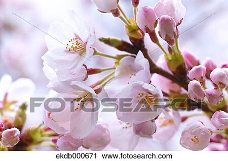Stock Image - Cherry blossoms. Fotosearch