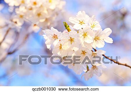 Cherry blossoms View Large Photo Image Stock Image - Cherry blossoms. Fotosearch