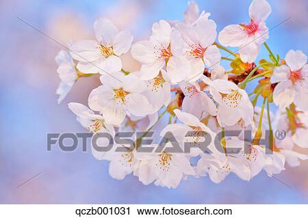 Cherry blossoms View Large Photo Image Stock Image - Cherry blossoms. Fotosearch