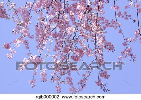 Stock Image - Cherry blossoms. Fotosearch