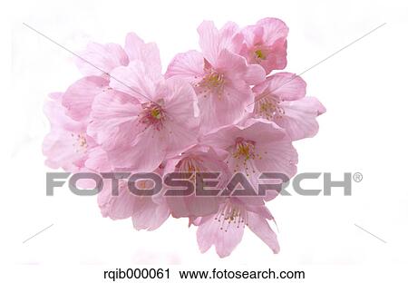 Cherry blossoms View Large Photo Image Stock Image - Cherry blossoms. Fotosearch