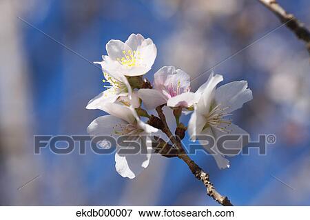 Cherry blossoms View Large Photo Image Stock Photo - Cherry blossoms. Fotosearch