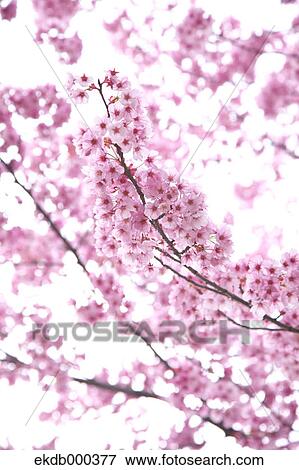 Stock Photo - Cherry blossoms. Fotosearch