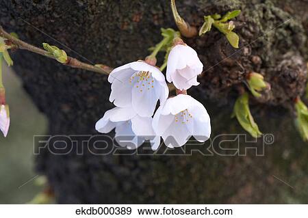 Stock Photo - Cherry blossoms. Fotosearch
