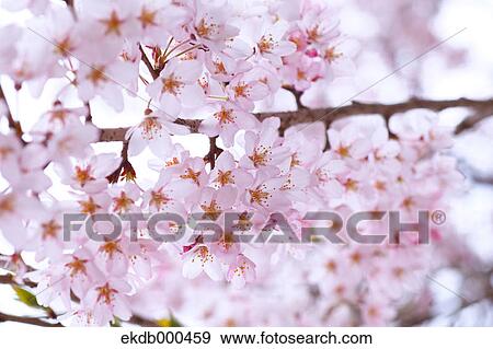 Stock Photo - Cherry blossoms. Fotosearch