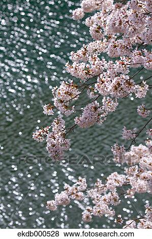 Cherry blossoms View Large Photo Image Stock Photo - Cherry blossoms. Fotosearch