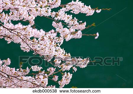 Cherry blossoms View Large Photo Image Stock Photo - Cherry blossoms. Fotosearch