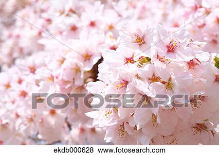 Stock Photo - Cherry blossoms. Fotosearch