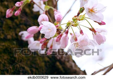 Cherry blossoms View Large Photo Image Stock Photo - Cherry blossoms. Fotosearch