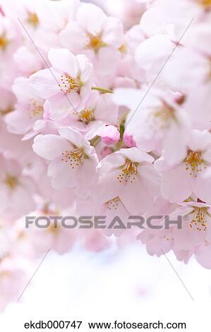 Cherry blossoms View Large Photo Image Stock Photo - Cherry blossoms. Fotosearch