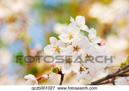 Stock Photo - Cherry blossoms. Fotosearch