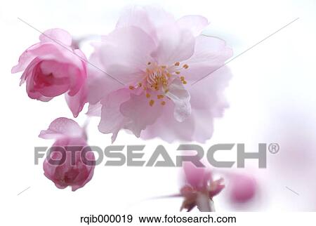 Cherry blossoms View Large Photo Image Stock Photo - Cherry blossoms. Fotosearch