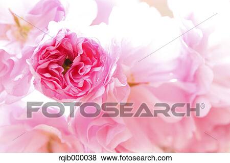 Stock Photo - Cherry blossoms. Fotosearch