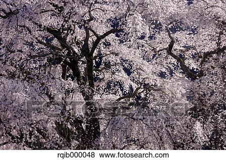 Stock Photo - Cherry blossoms. Fotosearch