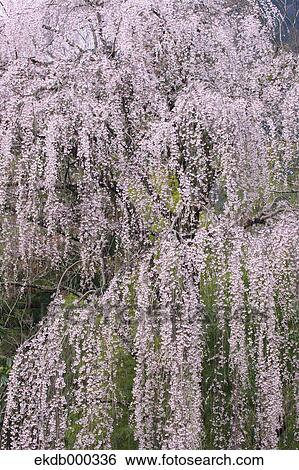 Cherry blossoms View Large Photo Image Stock Photograph - Cherry blossoms. Fotosearch