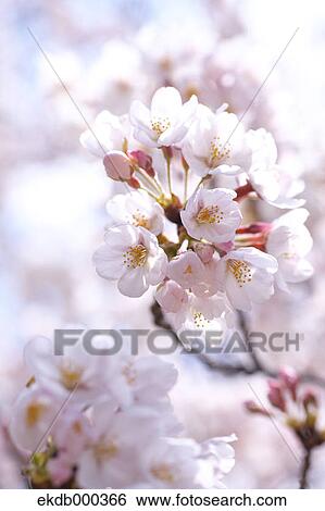 Cherry blossoms View Large Photo Image Stock Photograph - Cherry blossoms. Fotosearch