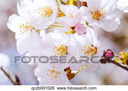 Stock Photograph - Cherry blossoms. Fotosearch