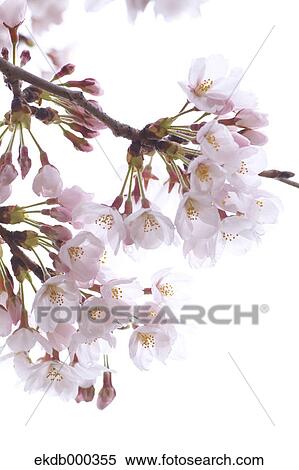 Cherry blossoms View Large Photo Image Stock Photography - Cherry blossoms. Fotosearch