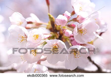 Stock Photography - Cherry blossoms. Fotosearch