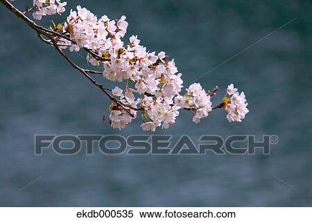 Cherry blossoms View Large Photo Image Stock Photography - Cherry blossoms. Fotosearch