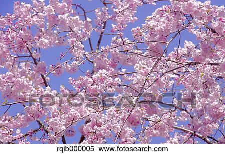 Cherry blossoms View Large Photo Image Stock Photography - Cherry blossoms. Fotosearch