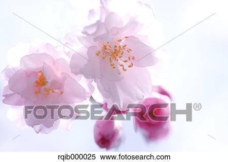 Stock Photography - Cherry blossoms. Fotosearch