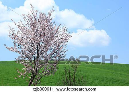 Cherry tree and blue sky with clouds View Large Photo Image Stock Image - Cherry tree and blue sky with clouds. Fotosearch