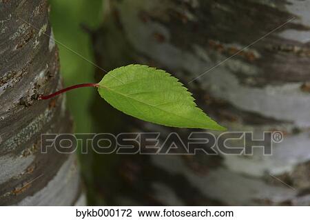 Stock Image - Cherry tree leaf. Fotosearch