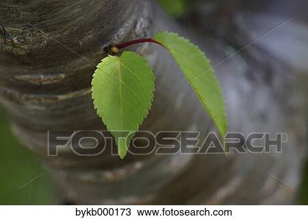 Stock Image - Cherry tree leaves. Fotosearch