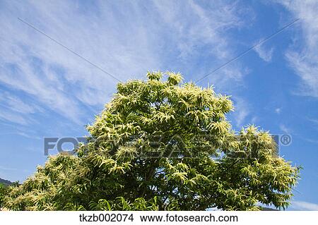 Picture - Chestnut tree and blue sky with clouds. Fotosearch
