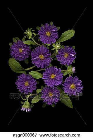 China Aster flowers on black background View Large Photo Image Stock Photo - China Aster flowers on black background. Fotosearch
