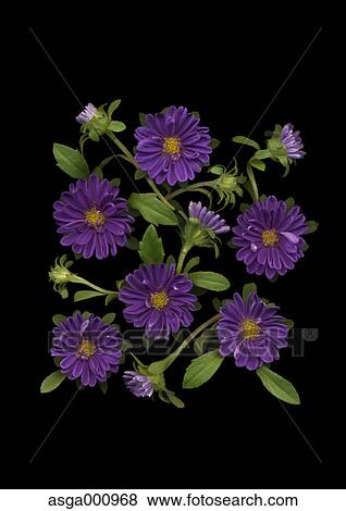 China Aster flowers on black background View Large Photo Image Stock Photo - China Aster flowers on black background. Fotosearch