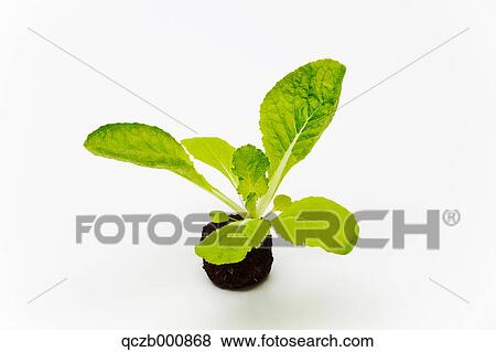 Chinese cabbage View Large Photo Image Stock Photo - Chinese cabbage. Fotosearch
