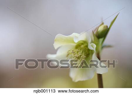 Stock Image - Christmas rose. Fotosearch