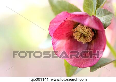 Christmas rose View Large Photo Image Stock Image - Christmas rose. Fotosearch