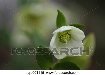 Stock Photography - Christmas rose. Fotosearch