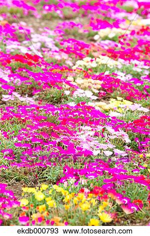 Chrysanthemum flowers, Tokyo Prefecture View Large Photo Image Stock Image - Chrysanthemum flowers, Tokyo Prefecture. Fotosearch
