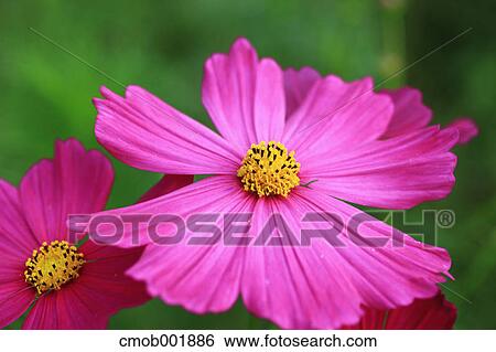 Close up of pink flowers View Large Photo Image Stock Photograph - Close up of pink flowers. Fotosearch