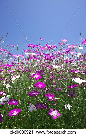 Corncockle flower field and blue sky View Large Photo Image Stock Image - Corncockle flower field and blue sky. Fotosearch
