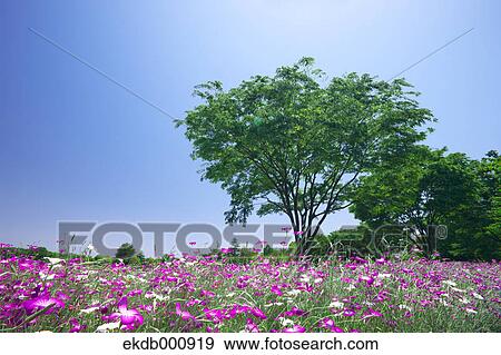 Stock Photo - Corncockle flower field and blue sky. Fotosearch